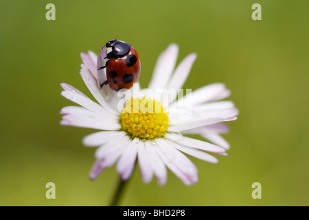 Coccinelle sur la marguerite Banque D'Images