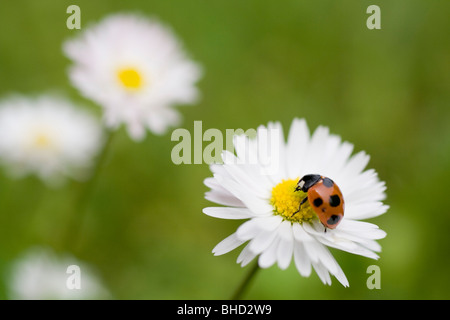 Coccinelle sur la marguerite Banque D'Images