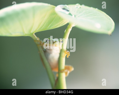 Escalade de la grenouille, l'usine taro Yokohama, Kanagawa Prefecture, Japan Banque D'Images