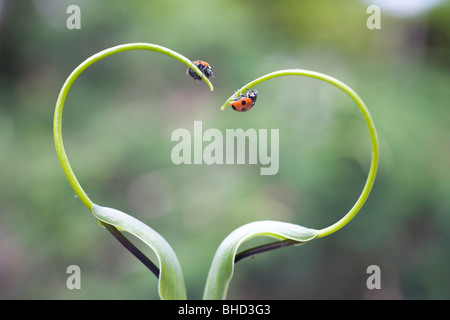 Les coccinelles en usines, Biei, Hokkaido, Japon Banque D'Images