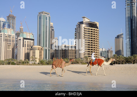 Chameaux sur la plage de Dubai, Émirats Arabes Unis Banque D'Images