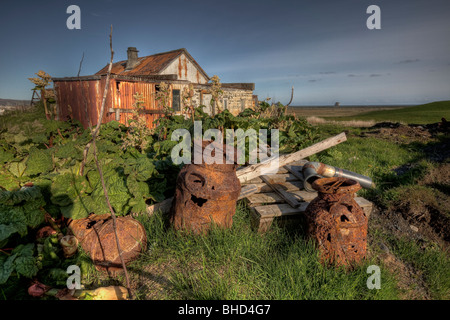 La rhubarbe sauvage croissant de vieux matériel agricole , Islande Banque D'Images