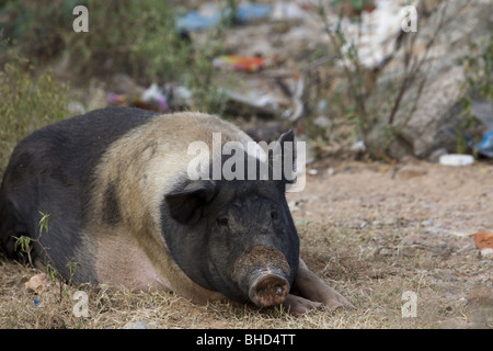 Refuser de manger les porcs à puttaparthi en Inde Banque D'Images