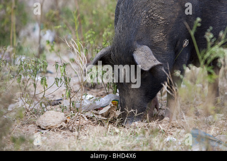 Refuser de manger les porcs à puttaparthi en Inde Banque D'Images