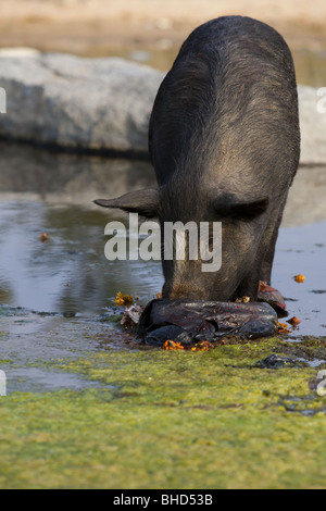 Refuser de manger les porcs à puttaparthi en Inde Banque D'Images