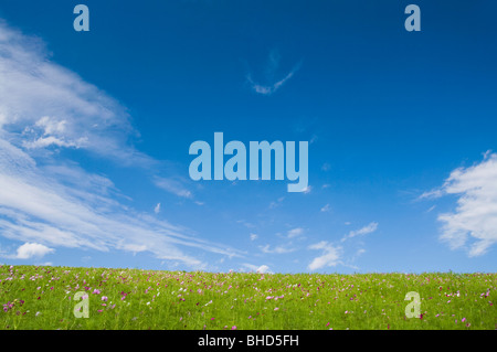 Cosmos dans le champ ci-dessous des nuages dans le ciel bleu, Hitachinaka, Ibaraki Prefecture, Japan Banque D'Images