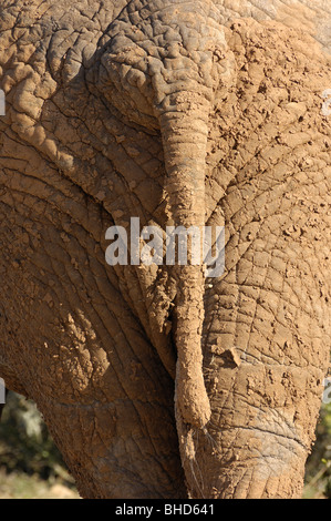 La queue de l'éléphant d'Afrique du sud de l'Afrique de l'Addo PT peau Banque D'Images