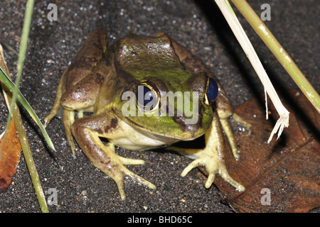 Rainette masqués (Smilisca Phaeota ) originaire de Colombie, Costa Rica, Équateur, Nicaragua et Panama. Banque D'Images