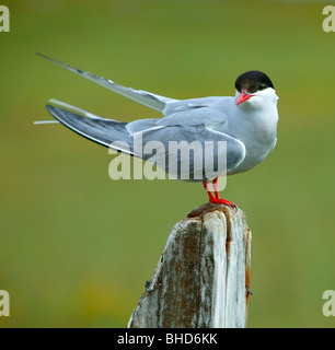 Sterne arctique (Sterna paradisaea), Islande Banque D'Images