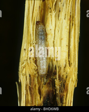 Tige tachetée borer (Chilo zonellus) Caterpillar en tige de sorgho endommagées Banque D'Images