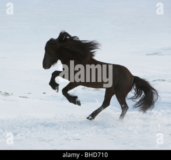 Black Stallion exécutant, l'Islande Banque D'Images