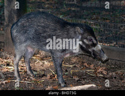 Warty Visayan Pig (sus cebifrons) Banque D'Images