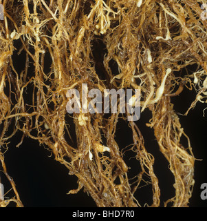 Nématode des racines (Meloidogyne graminicola) sur la racine de la plante de riz Banque D'Images