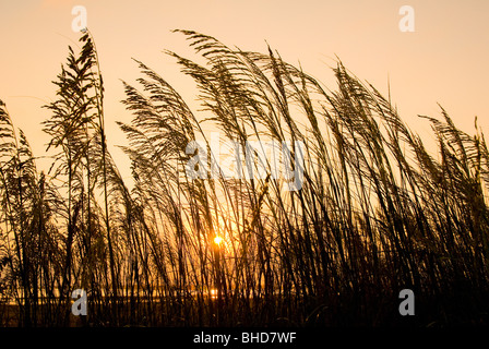 Lever du soleil sur la mer de l'avoine et l'herbe sur les dunes de sable de l'Outer Banks, Caroline du Nord. Banque D'Images