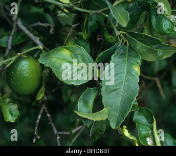 Les agrumes phytoptes (Phyllocoptruta oleivora) comme la rouille taches de dommages sur une feuilles de citron Banque D'Images