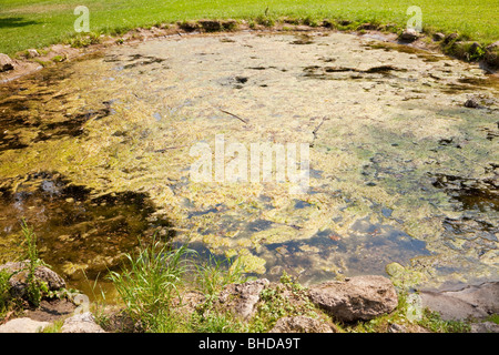 Algues poussant sur l'eau Banque D'Images