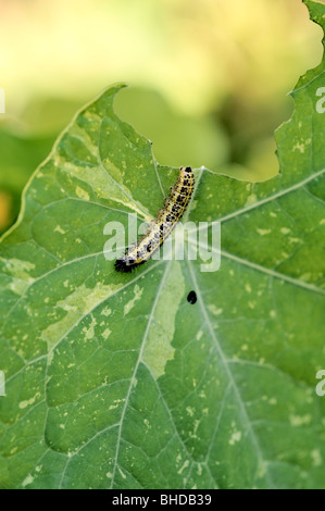 Chou blanc sur les chenilles de papillon Nasturtium 'Out of Africa' Banque D'Images