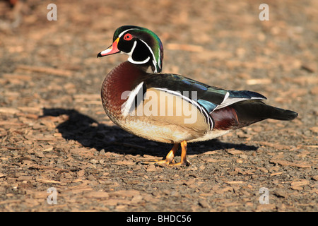 Canard en bois près d'une zone humide à Portland, Oregon Banque D'Images