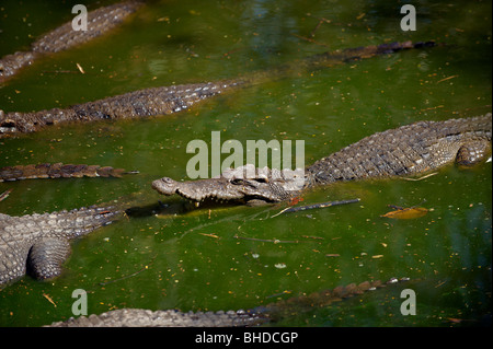 Le crocodile dans la rivière, en attente d'une proie. Banque D'Images