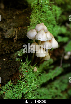 Anges, Mycena arcangeliana Champignons Bonnets, Mycenaceae. Toadstools et champignons. Banque D'Images