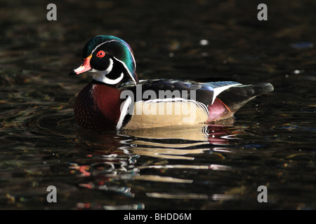 Canard en bois à une zone humide à Portland, Oregon Banque D'Images