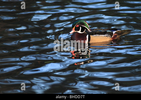 Canard en bois à une zone humide à Portland, Oregon Banque D'Images