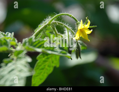 Fleur de tomate Banque D'Images