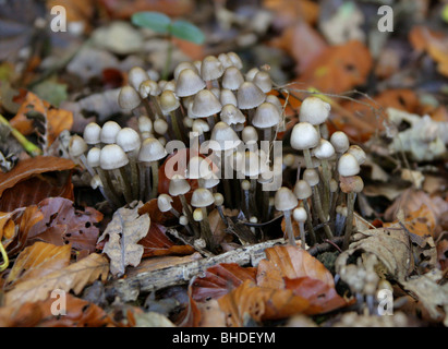 Anges, Mycena arcangeliana Champignons Bonnets, Mycenaceae. Une litière de feuilles de hêtre en groupe. Banque D'Images