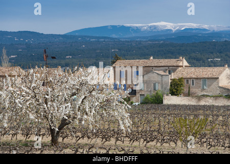 Fleurs de cerisier et de vignoble, Luberon, Vaucluse, Provence, France Banque D'Images