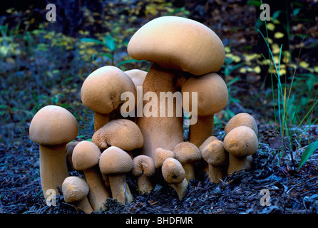 Champignons - Champignons Champignons / / champignon poussant en masse - Toadstool sauvage / Toadstools Banque D'Images