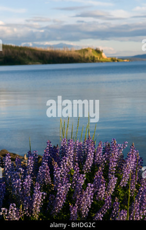 Un bel après-midi d'été sur le lac Yellowstone, Wyoming avec l'épilobe pourpre (Chamerion angustifolium) en pleine floraison. Banque D'Images