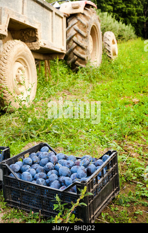 Les boîtes avec les prunes près d'un tracteur dans un champ d'herbe, de récolte concept Banque D'Images