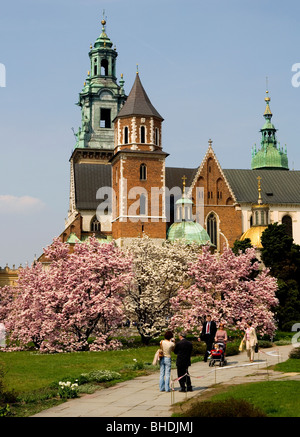 Pologne, Cracovie, la cathédrale de Wawel, Sigismond Chapelle et dans le cadre du Château Royal au printemps, arbres magnolias Banque D'Images