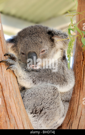 Ours Koala (Phascolarctos cinereus) se détendant dans la fourchette des arbres au zoo de Taronga, Sydney, Australie Banque D'Images