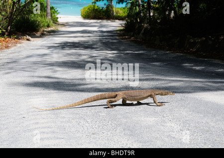 L'Argus ou moniteur-varan (Varanus panoptes) en traversant une petite route dans le Lizard Island Resort, Queensland, Australie Banque D'Images