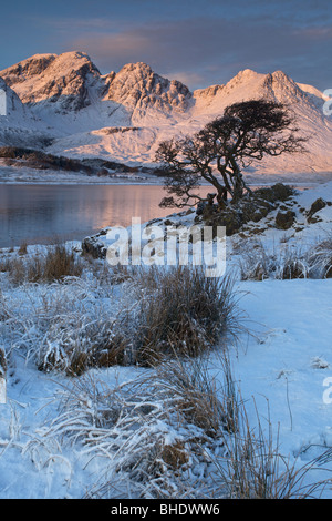 Arbre sur un rocher avec un couvert de neige Selkirk Arms (Blabheinn) en arrière-plan, l'île de Skye, Écosse Banque D'Images