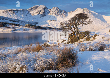 Arbre sur un rocher avec un couvert de neige Selkirk Arms (Blabheinn) en arrière-plan, l'île de Skye, Écosse Banque D'Images