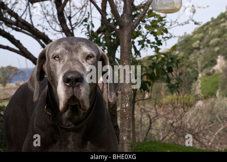 Le dogue allemand chien regardant la caméra Banque D'Images