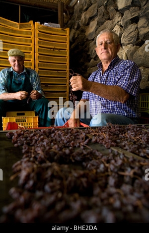 L'Italie, la Sicile, l'île de Pantelleria, les hommes qui préparent les raisins pour le vin 'passito di Pantelleria' Banque D'Images