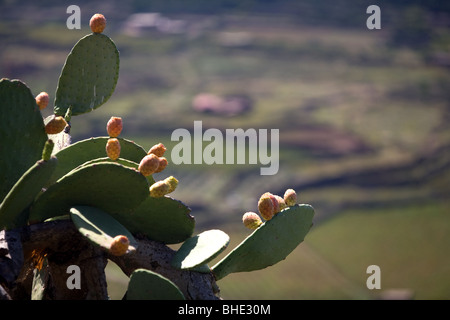 L'Italie, la Sicile, l'île de Pantelleria, cactus Banque D'Images