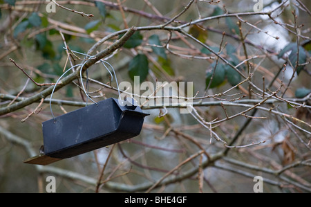 Petit piège animal métal hanging in tree à Sussex woodland en hiver. Banque D'Images