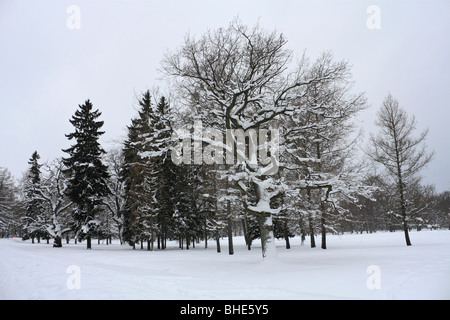 Des scènes de neige dans le parc Kadrioru, quartier de Kadriorg, Tallinn, Estonie. Banque D'Images