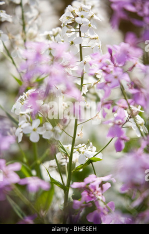 Sweet rose et blanc ou rocket Hesperis matronalis Banque D'Images