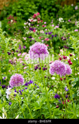 Allium violet géant ou Allium giganteum dans une fleur d'été border Banque D'Images