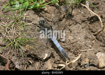 Homme Black-Tailed libellule Orthetrum cancellatum (skimmer) au Royaume-Uni. Banque D'Images