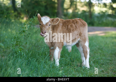 Les jeunes vaches - Bos primigenius commun taureau Banque D'Images