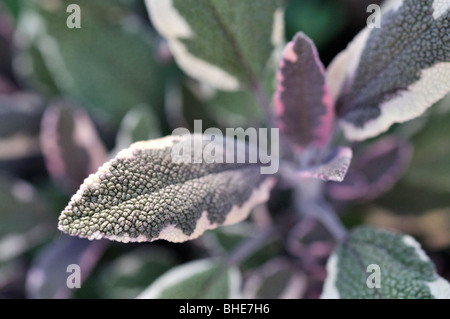 La sauge (Salvia officinalis 'tricolor') Banque D'Images