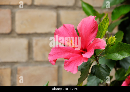 Hibiscus (hibiscus chinois rosa-sinensis) Banque D'Images
