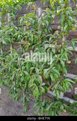 Pêche (Prunus persica) Banque D'Images