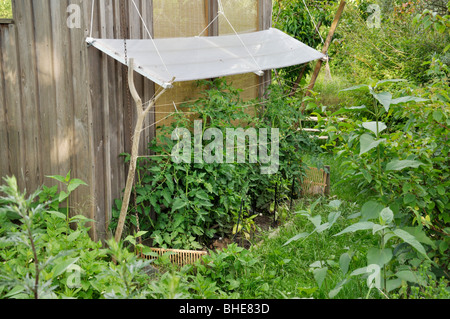 La tomate (Lycopersicon esculentum) avec protection contre la pluie Banque D'Images